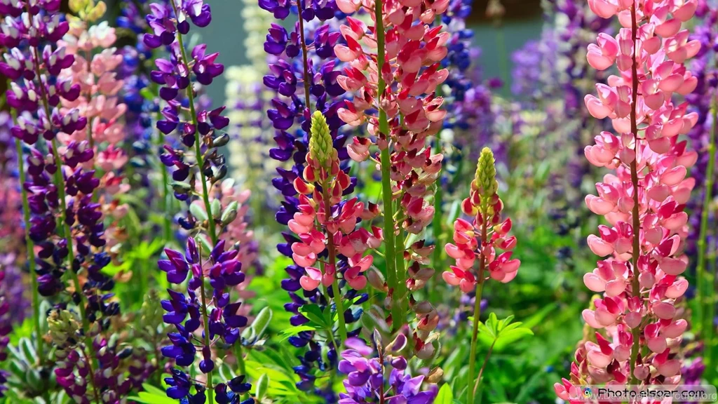 Beautiful Flowers Wallpaper Desktop Free Download.jpg