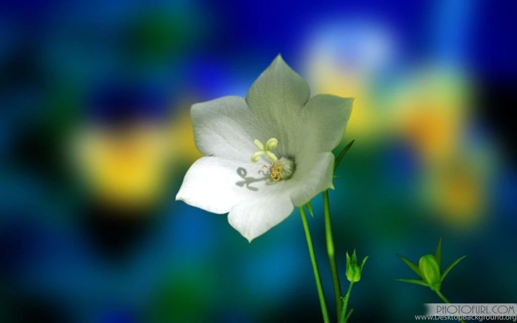 The Most Beautiful And Colorful Flowers Wallpapers For Computer ...