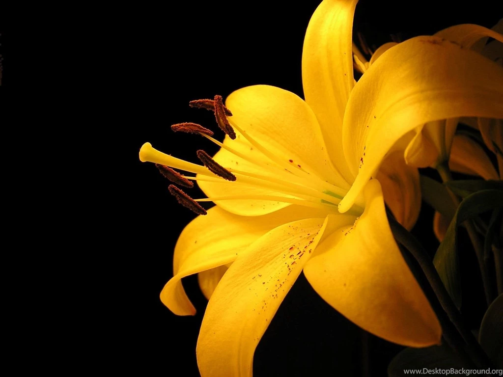 Flower Wallpapers