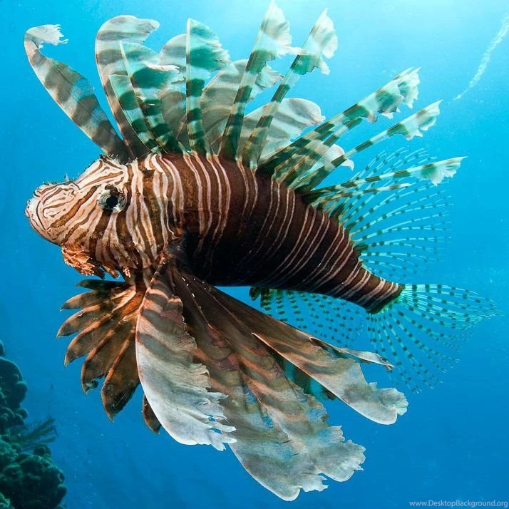 Desktop Wallpapers National Geographic