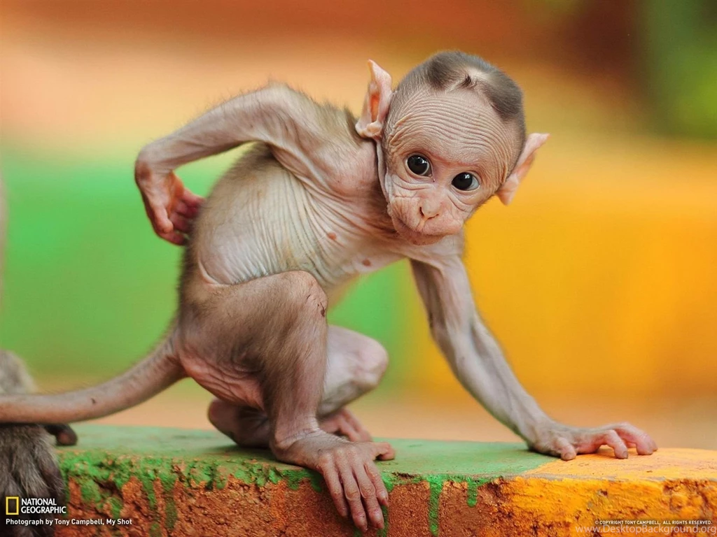 Baby Macaque India National Geographic Wallpapers   1600x1200 ...