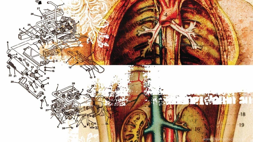 Body Engine Moar Anatomy Human Art HD Wallpapers Wallpapers ...