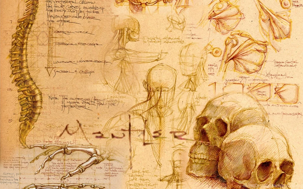 Skulls Sketches Skeletons Drawings