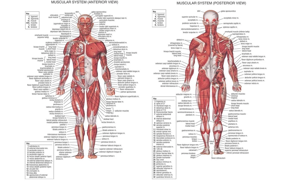Wallpapers Anatomy Human