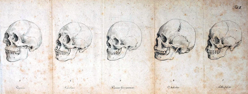 Wallpapers For Human Anatomy Wallpapers Desktop