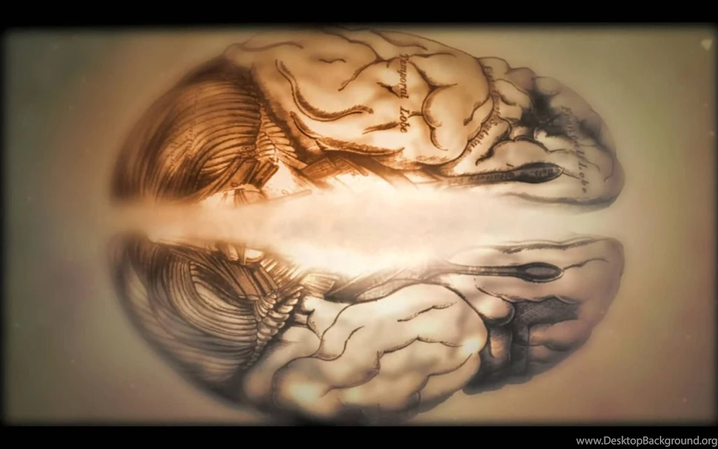 Human Brain Wallpapers < Images & Galleries