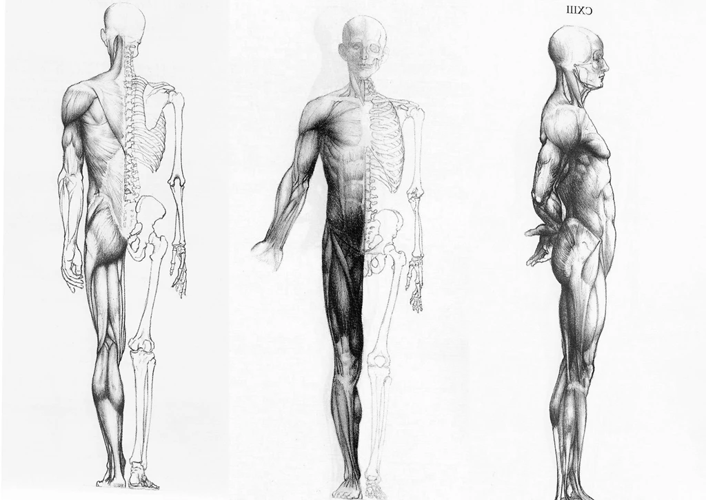 Human Anatomy In Three Ways Wallpapers HD