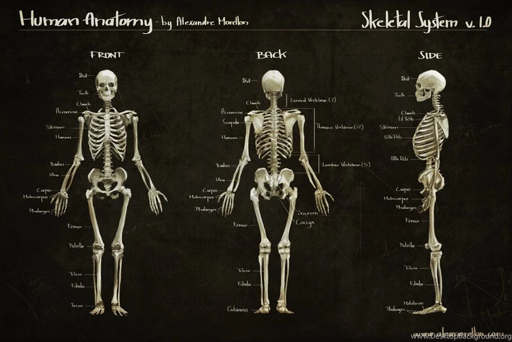 Human Anatomy Study_Skeletal System By Alexmorellon On DeviantArt
