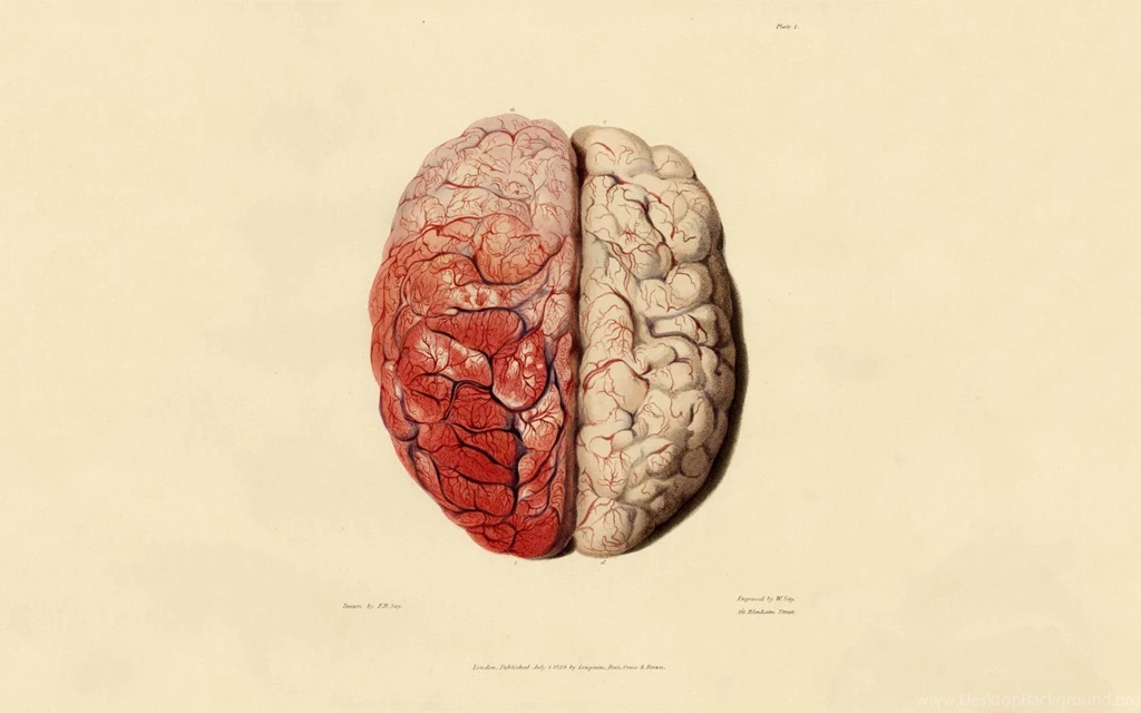 Anatomy Brain Human Body Art