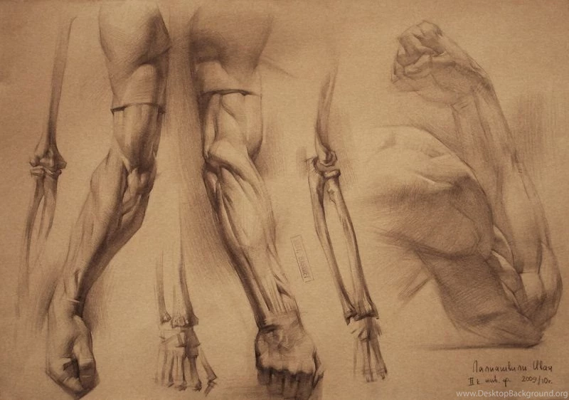 Human Anatomy By IvanLaliashvili On DeviantArt