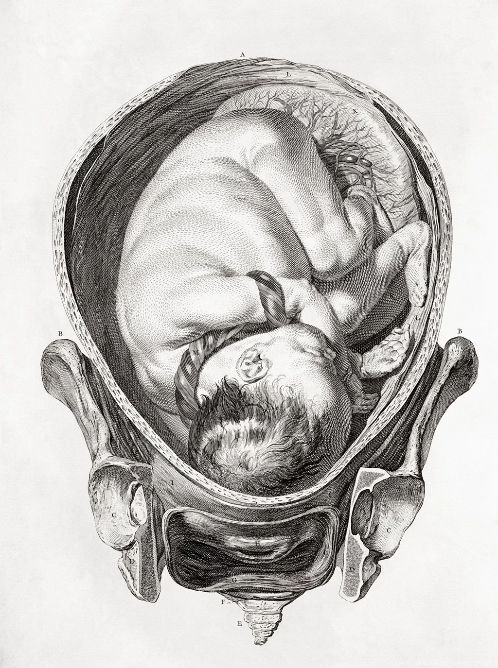 Download Anatomy Human Wallpapers 1425x1913