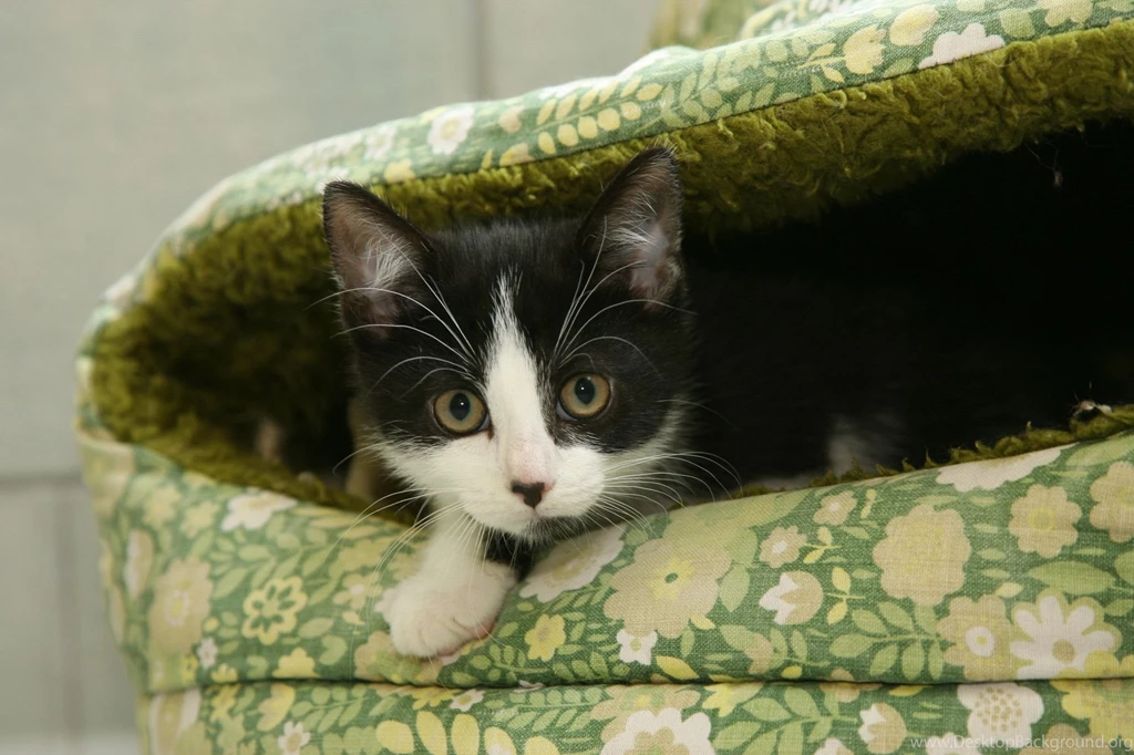 How To Stop Cats Scratching And Clawing