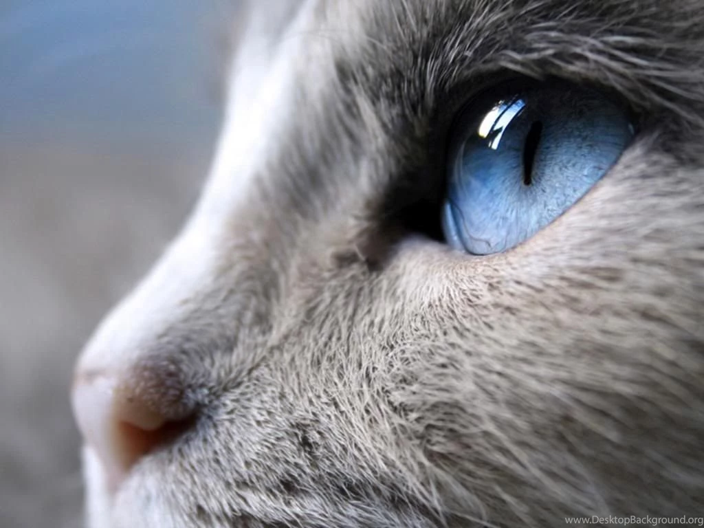 Cat Scratching Wallpapers