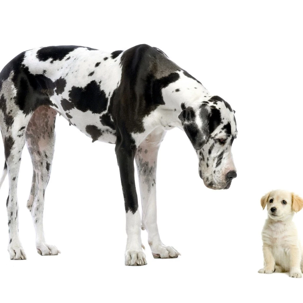 How To Stop Cat Scratching (id: 36606) – BUZZERG