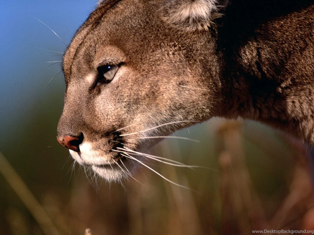 Mountain Lion Wallpapers 135220