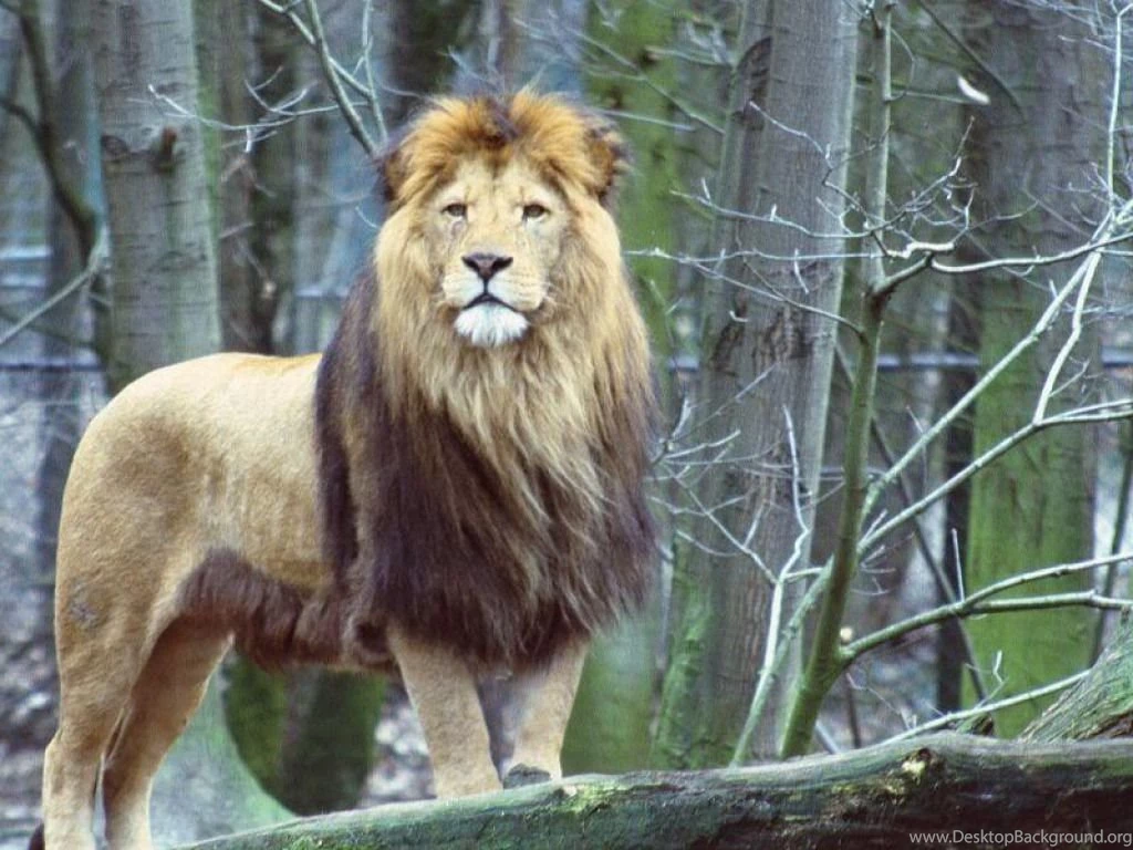 Lion Wallpapers HD Pictures