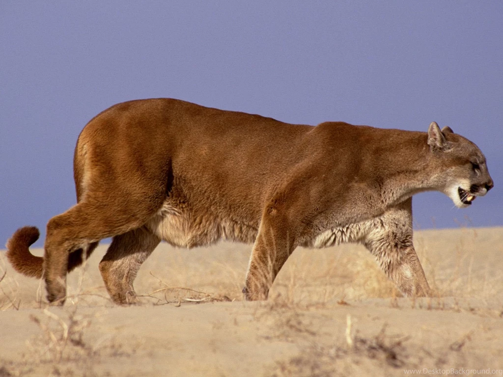 Pictures Of A Mountain Lion Desktop Backgrounds