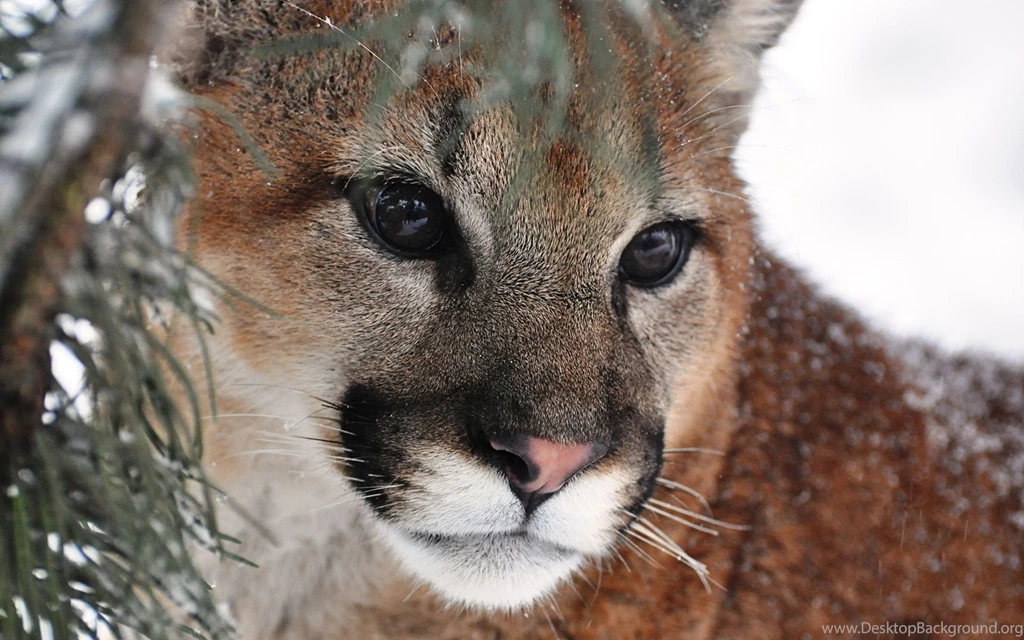 Mountain Lion Wallpapers, Desktop Wallpapers » GoodWP.com