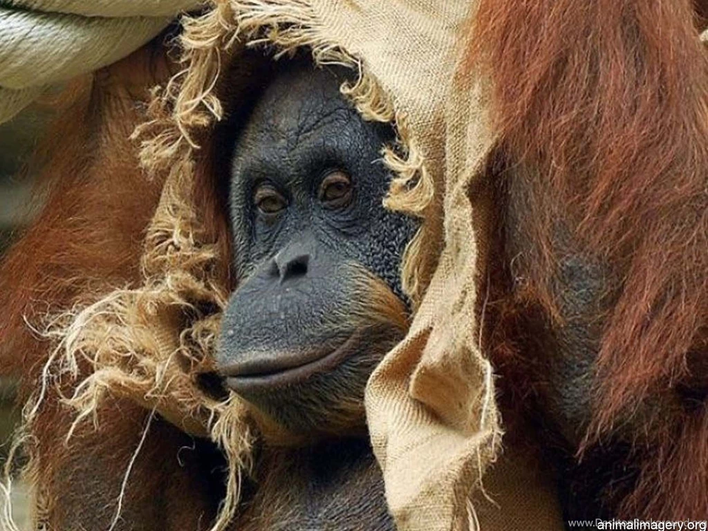 Funny Monkey Wallpapers   201606