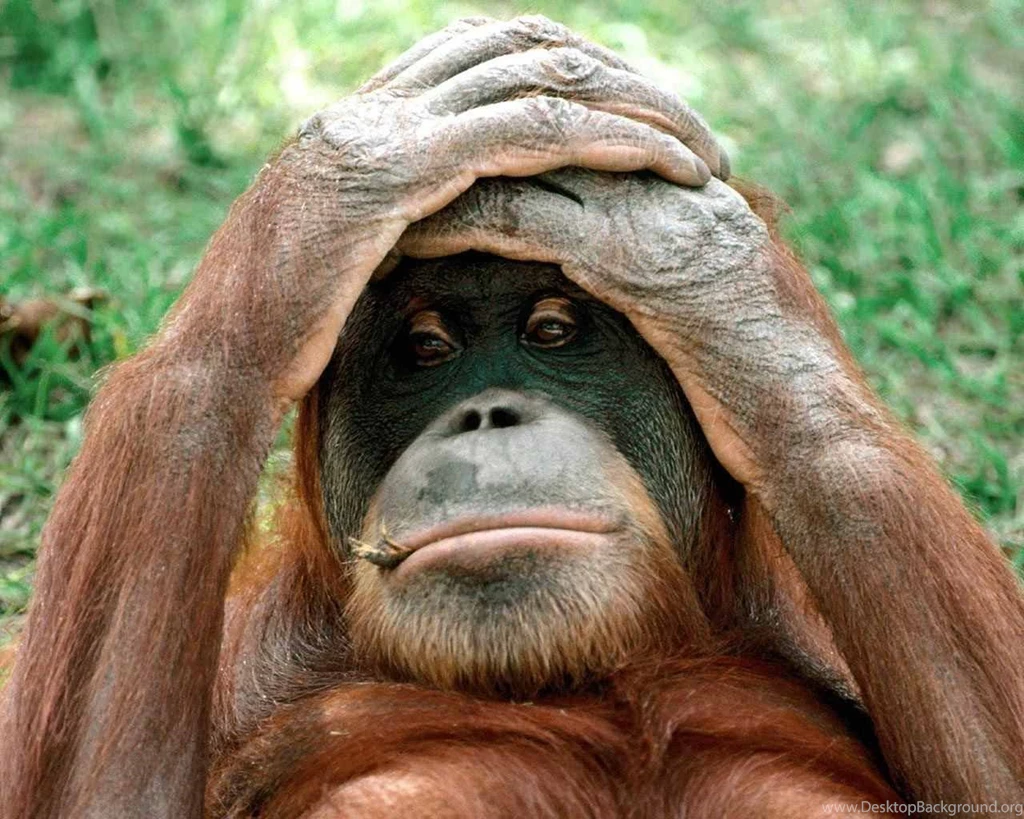 Monkey Funny Pictures 4   High Definition : Widescreen Wallpapers