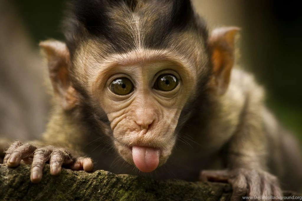 Images For Funny Monkey Wallpapers