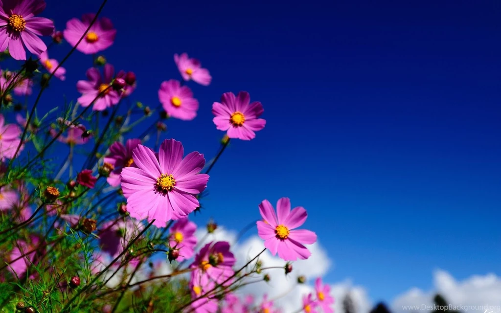 Desktop Backgrounds Archives Page 3 Of 3 HD Widescreen Wallpapers
