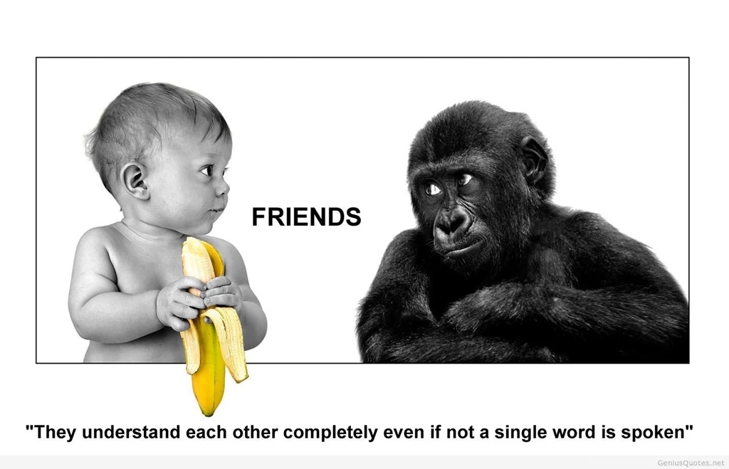 Friends Quotes Monkey Wallpapers