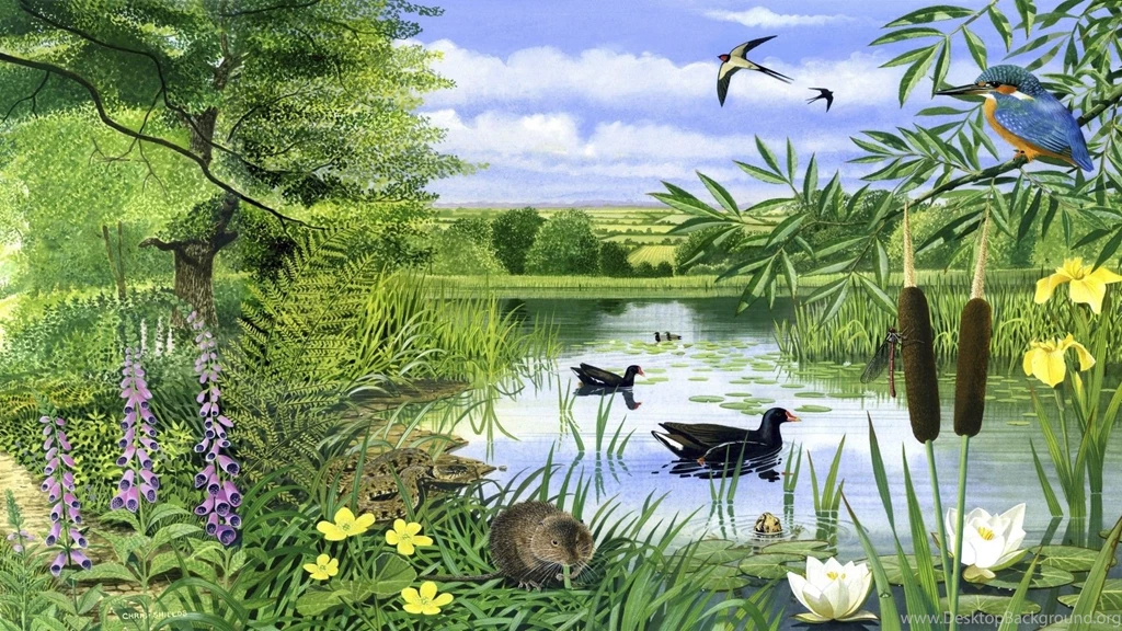 Pond Desktop Wallpaper, Pond Images Free