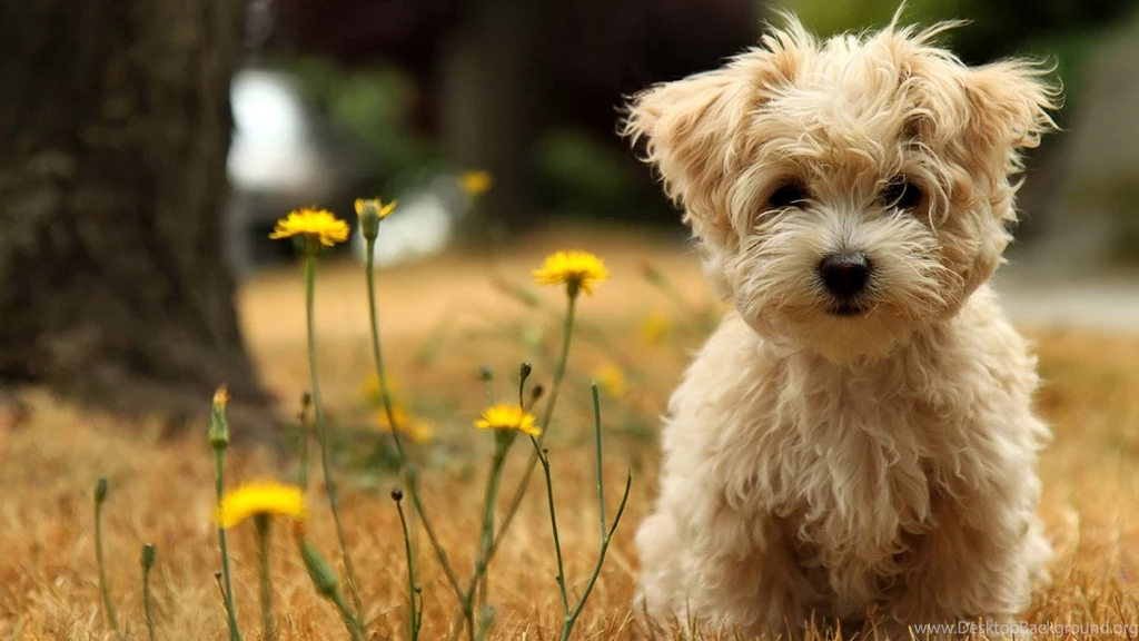 Sweetest Dogs Wallpapers