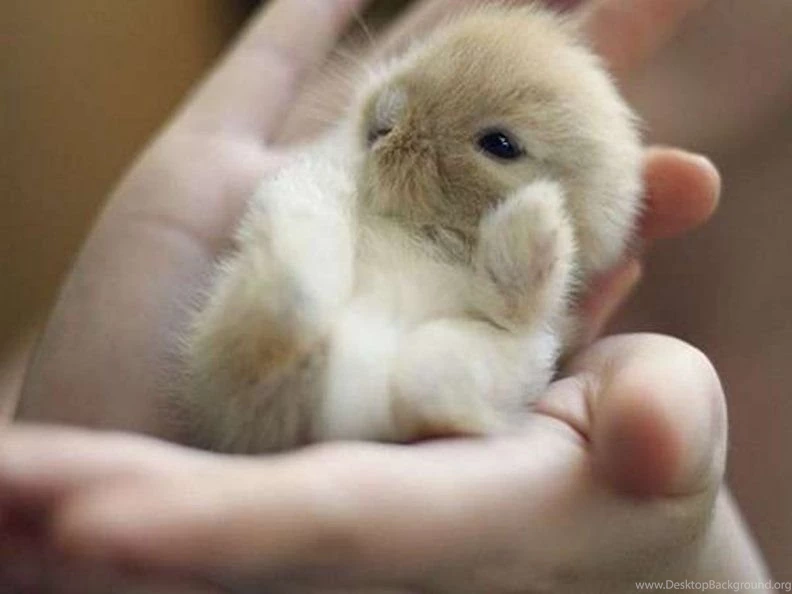 Sweetest Tiny Baby Bunny Download HD Wallpapers And Free Images