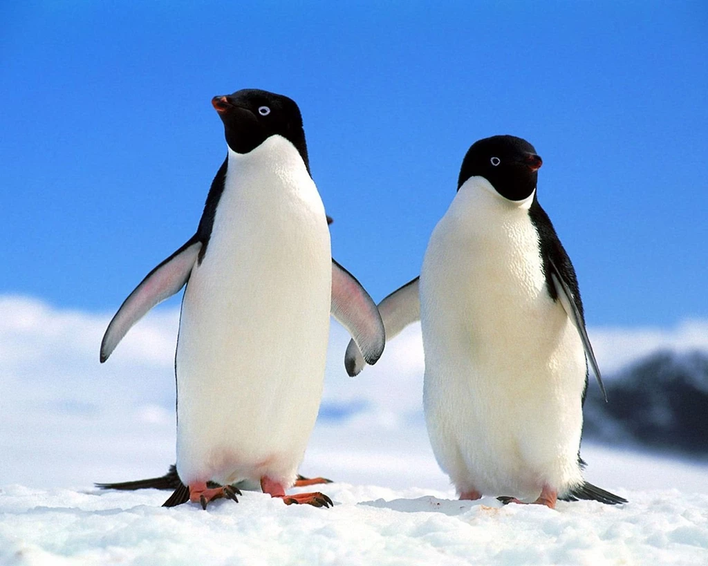 Penguin HD Wallpapers