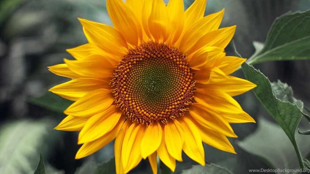 Tags 1920 1200 Nature HD Wallpapers Cool HD Wallpapers & Backgrou