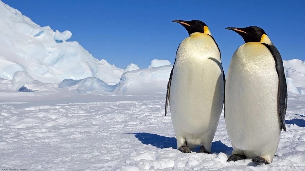 29 Emperor Penguin HD Wallpapers