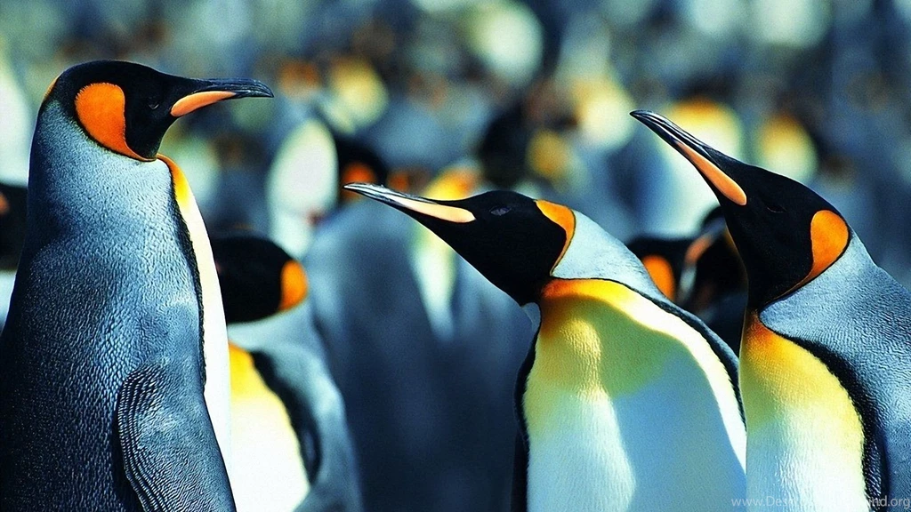 Penguin Wallpapers 1920x1080 Wallpapers,Penguin 1920x1080 ...