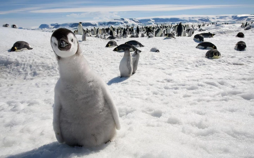 Antarctic Penguin 1440x900 Wallpapers, 1440x900 Wallpapers ...