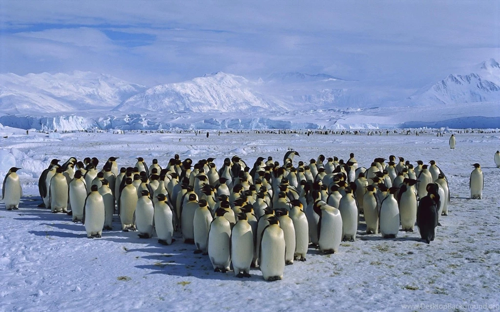 Wallpapers catalogue.com Antarctica Wallpapers Emperor Penguin ...