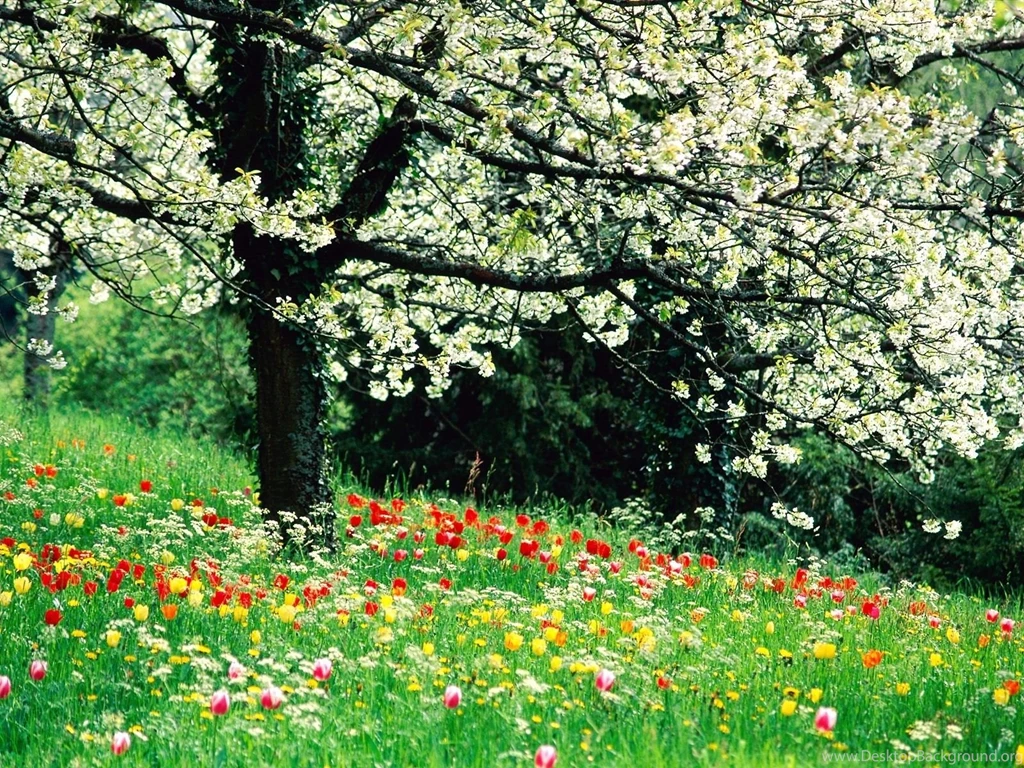 Spring Flowers Wallpaper HD Desktop Background.jpg