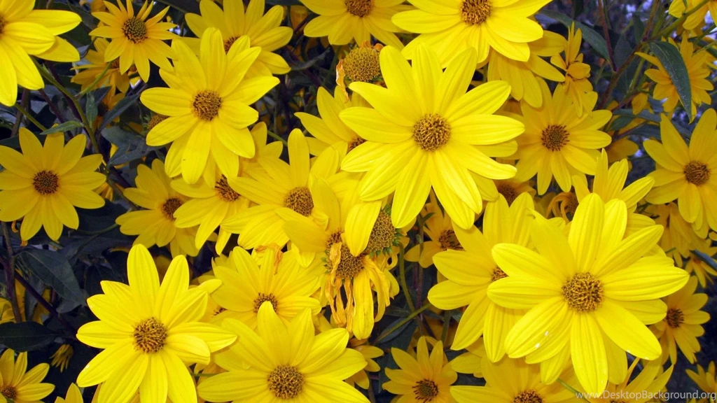 Natural Flower Wallpapers
