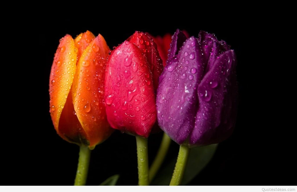 Awesome Spring Wallpapers With Flowers