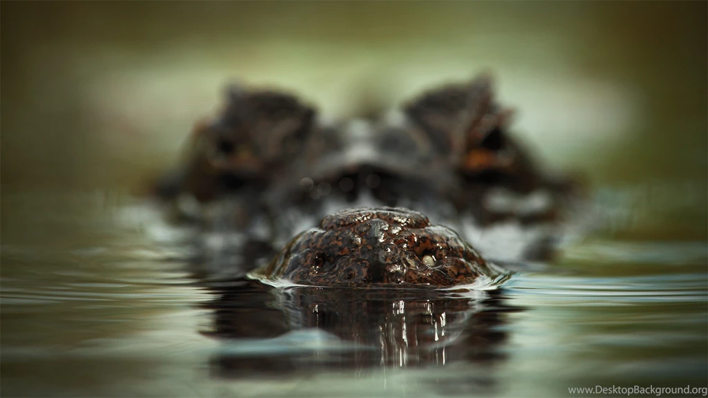 Download Wallpapers 3840x2160 Face, Crocodile, Water, Scary ...