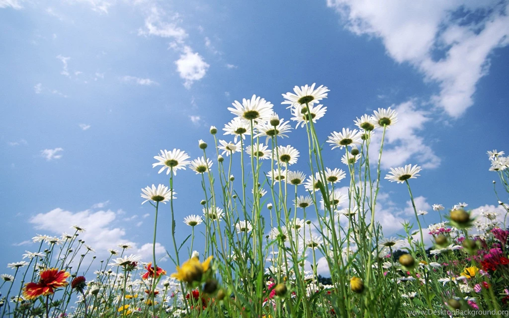 Spring Wallpapers HD Free Download