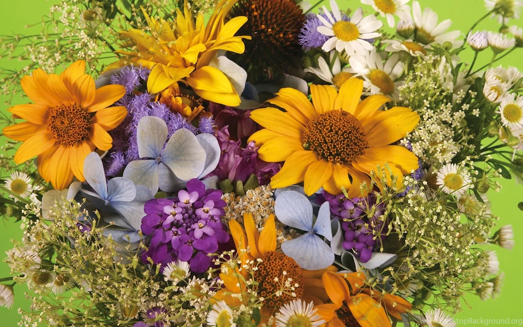 Beautiful Spring Flowers Wallpaper Backgrounds