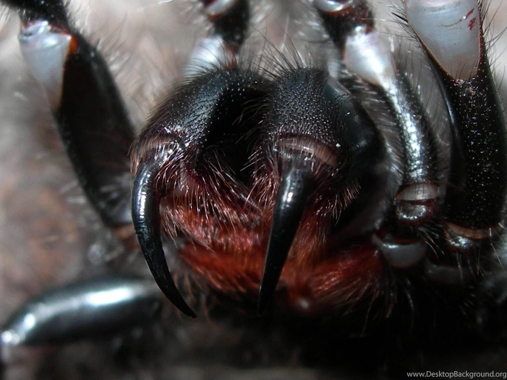 Spider Closeup Fangs Scary Face Spiders Wallpapers