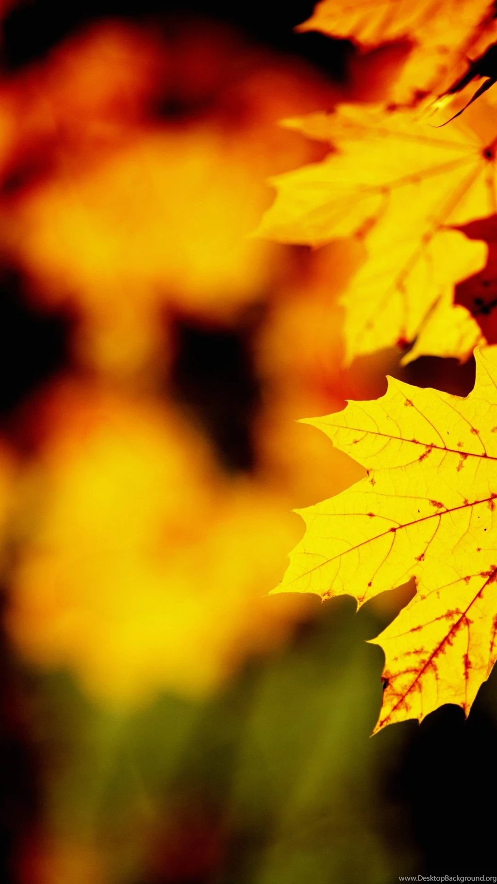 Wallpapers Full Hd 1080 X 1920 Smartphone Autumn Leaves 1080 X ...