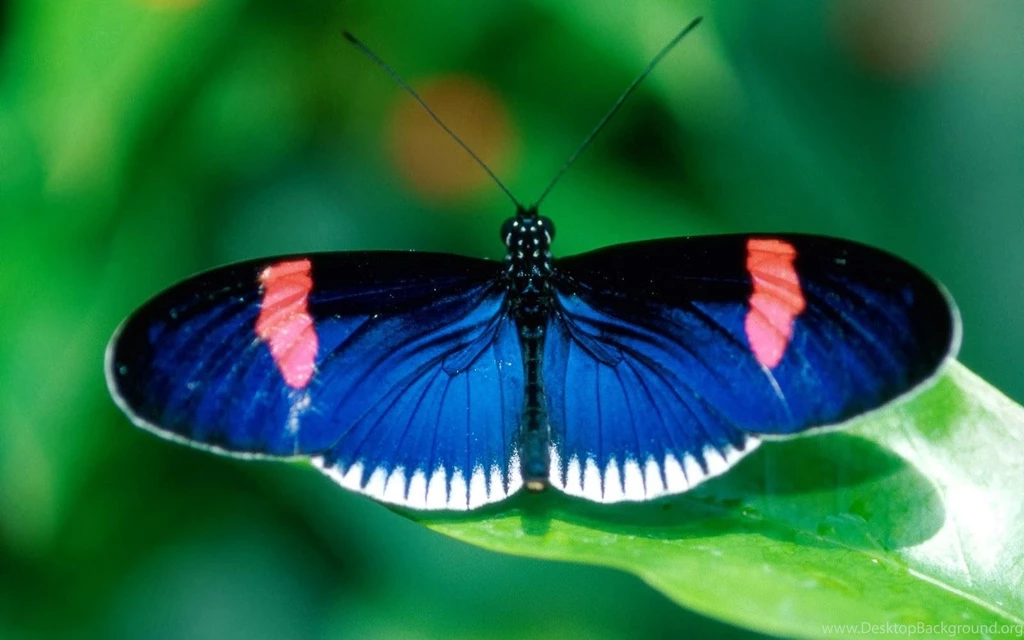 Wallpapers: Butterfly Wallpapers