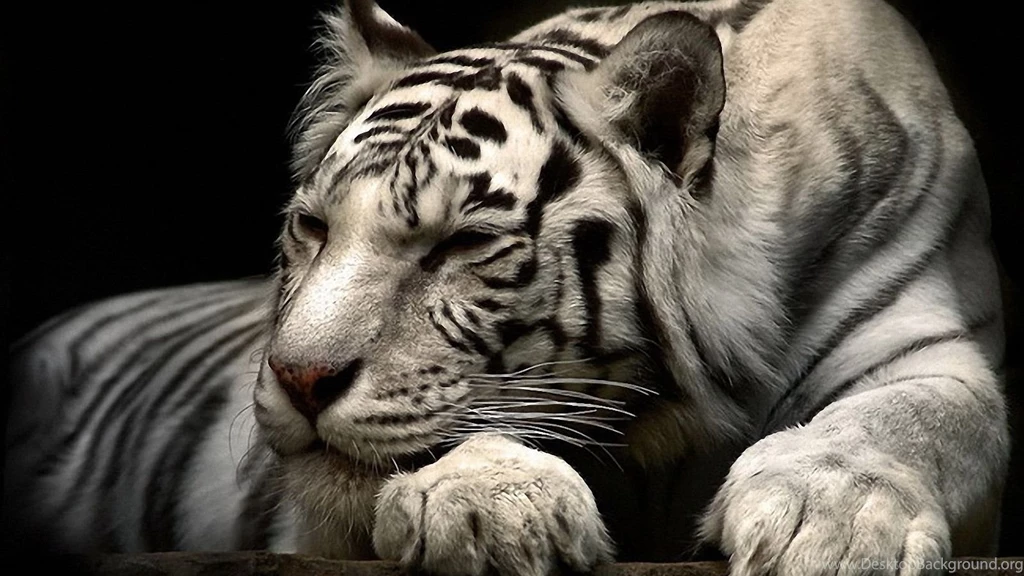 Tiger Wallpapers