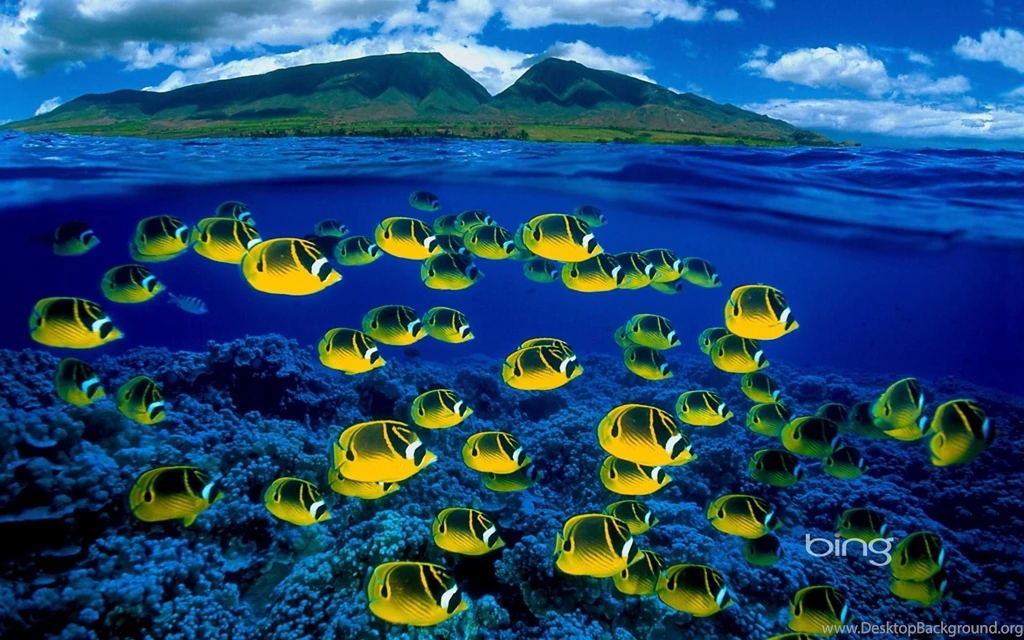 1920x1200 Maui, Hawaii, Underwater, Reef, Corals, Fish, Sea ...