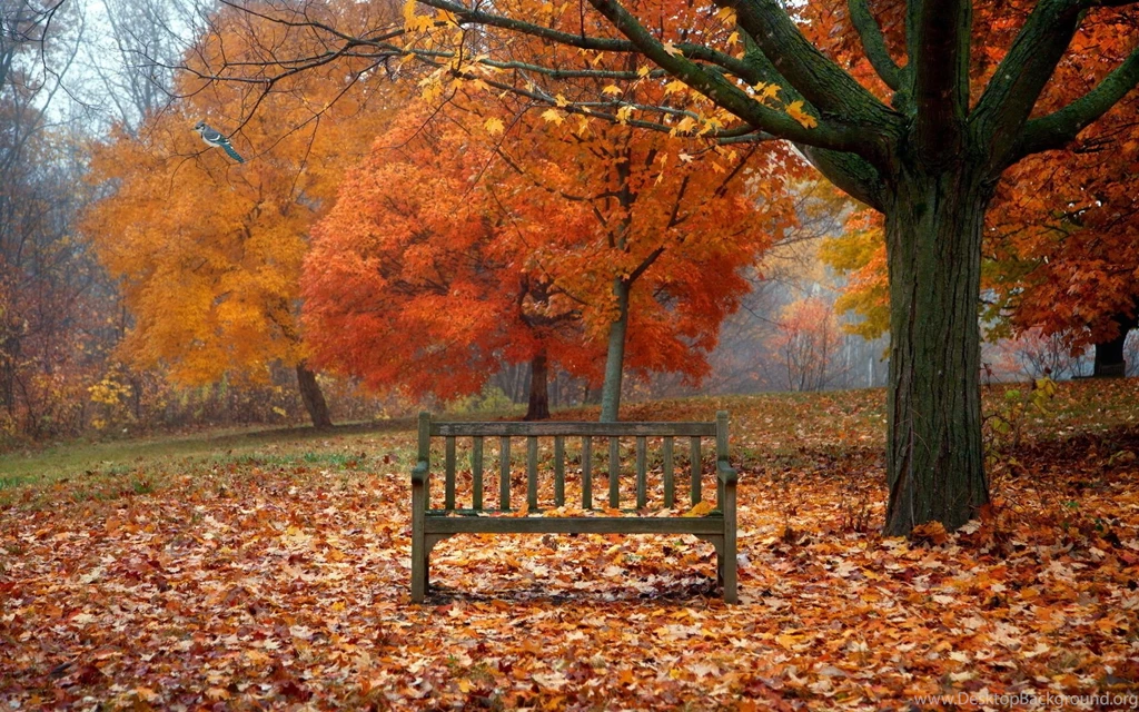 Beautiful Fall Nature HD Picture Desktop Download   Picturesio.info