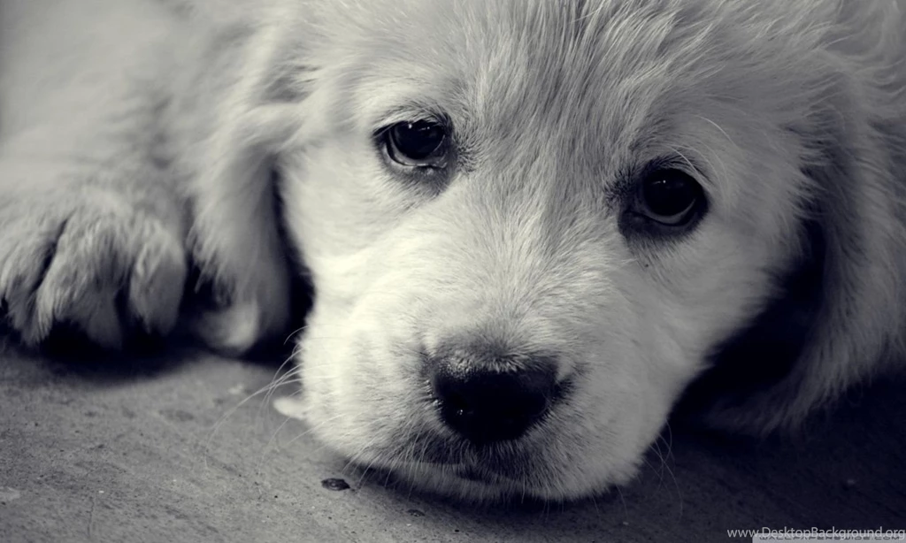 Sad Eyes HD Desktop Wallpapers : Widescreen : High Definition ...