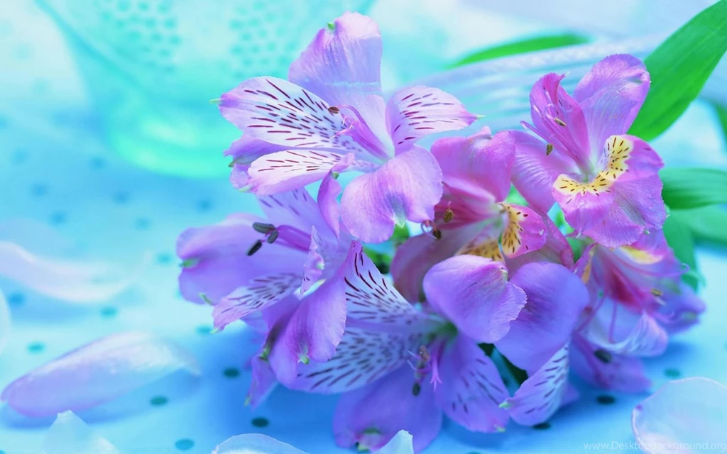 Beautiful flower images hd background wallpaper 21.jpg
